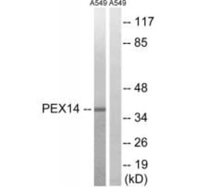Western blot - PEX14 Antibody from Signalway Antibody (34892) - Antibodies.com