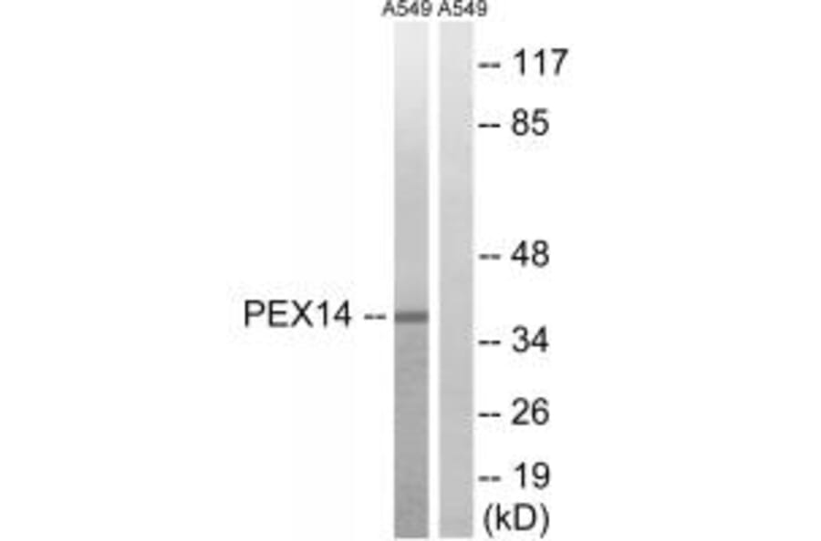 Western blot - PEX14 Antibody from Signalway Antibody (34892) - Antibodies.com