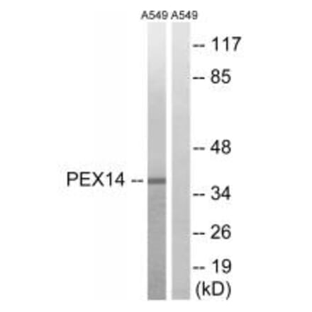 Western blot - PEX14 Antibody from Signalway Antibody (34892) - Antibodies.com