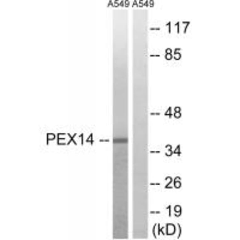 Western blot - PEX14 Antibody from Signalway Antibody (34892) - Antibodies.com