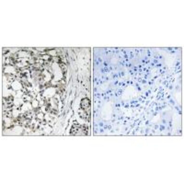 Immunohistochemistry - PEX14 Antibody from Signalway Antibody (34892) - Antibodies.com