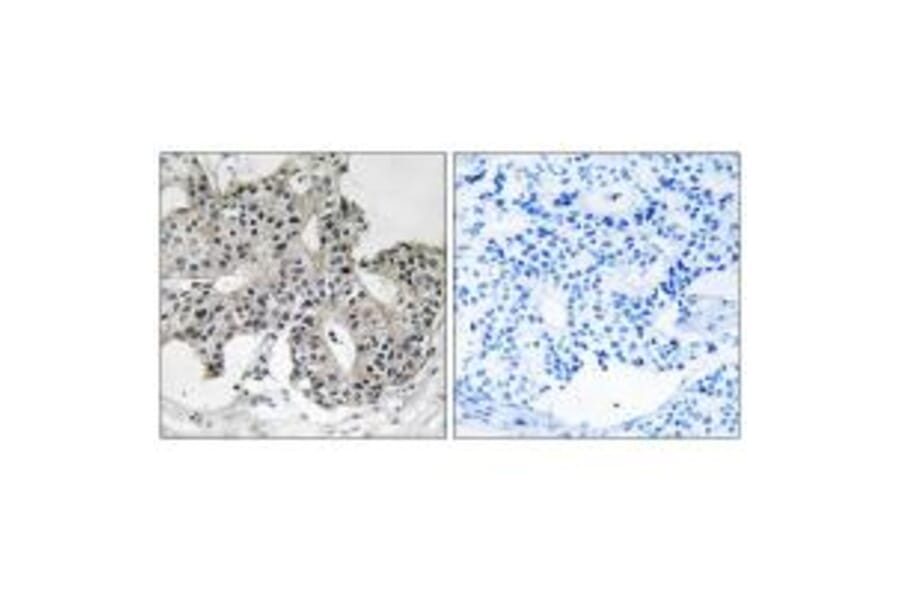 Immunohistochemistry - PXMP3 Antibody from Signalway Antibody (34896) - Antibodies.com