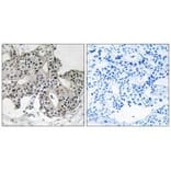 Immunohistochemistry - PXMP3 Antibody from Signalway Antibody (34896) - Antibodies.com