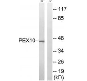 Western blot - PEX10 Antibody from Signalway Antibody (34897) - Antibodies.com