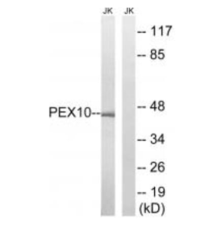 Western blot - PEX10 Antibody from Signalway Antibody (34897) - Antibodies.com