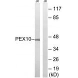 Western blot - PEX10 Antibody from Signalway Antibody (34897) - Antibodies.com