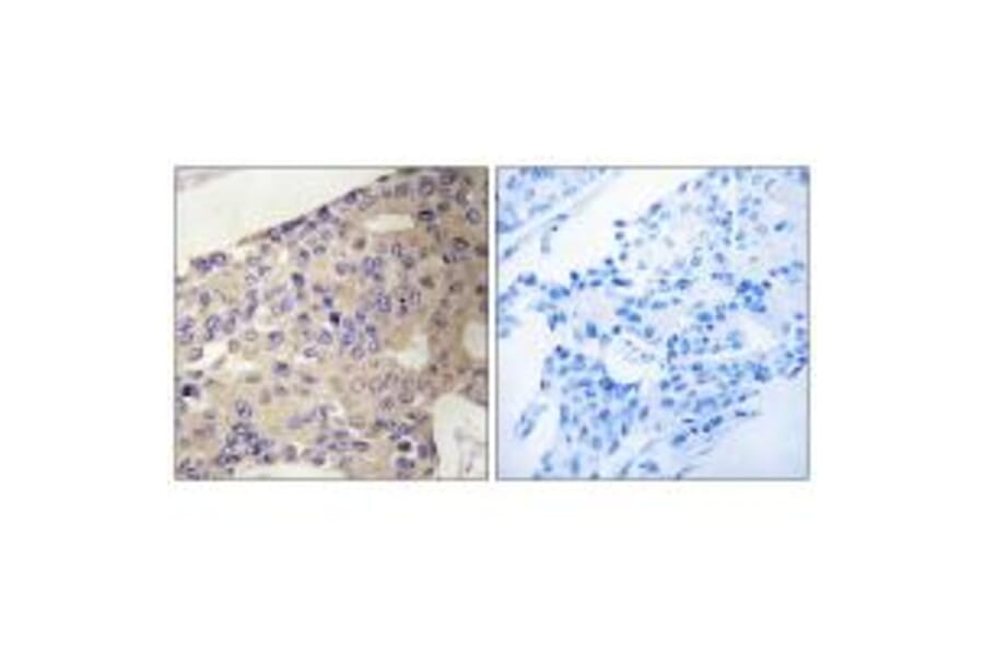 Immunohistochemistry - PEX10 Antibody from Signalway Antibody (34897) - Antibodies.com