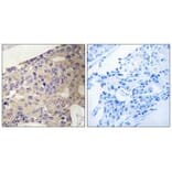 Immunohistochemistry - PEX10 Antibody from Signalway Antibody (34897) - Antibodies.com