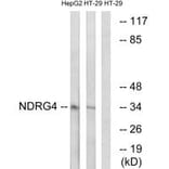 Western blot - NDRG4 Antibody from Signalway Antibody (34930) - Antibodies.com
