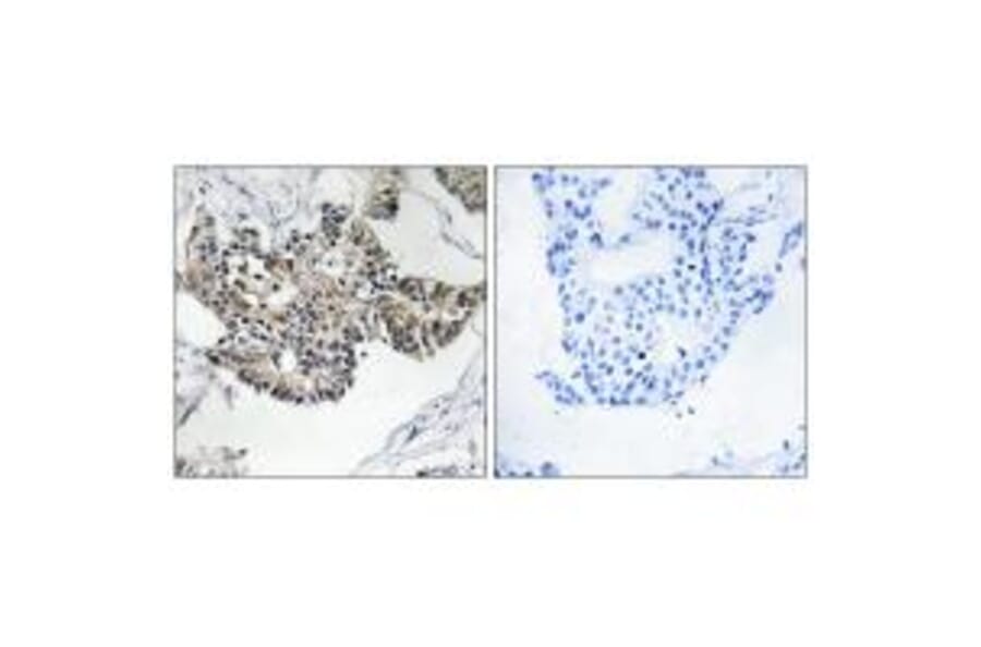 Immunohistochemistry - RSAD1 Antibody from Signalway Antibody (34954) - Antibodies.com