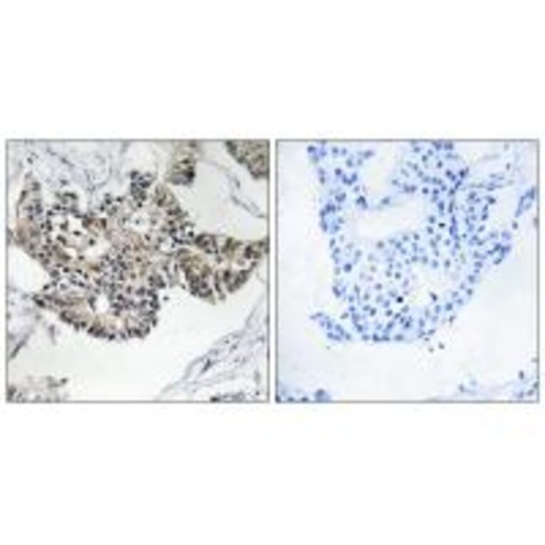 Immunohistochemistry - RSAD1 Antibody from Signalway Antibody (34954) - Antibodies.com
