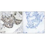Immunohistochemistry - RSAD1 Antibody from Signalway Antibody (34954) - Antibodies.com