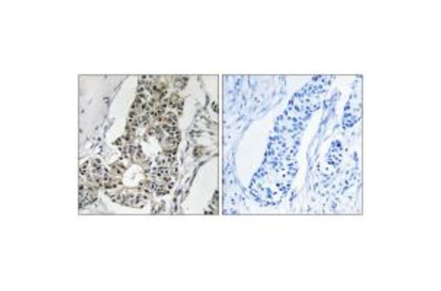 Immunohistochemistry - RIMS4 Antibody from Signalway Antibody (34978) - Antibodies.com