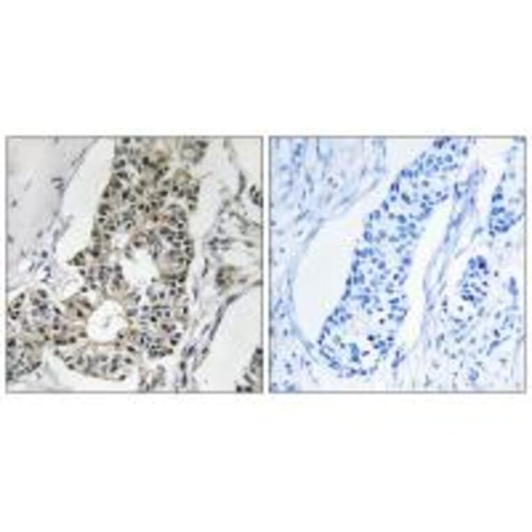 Immunohistochemistry - RIMS4 Antibody from Signalway Antibody (34978) - Antibodies.com