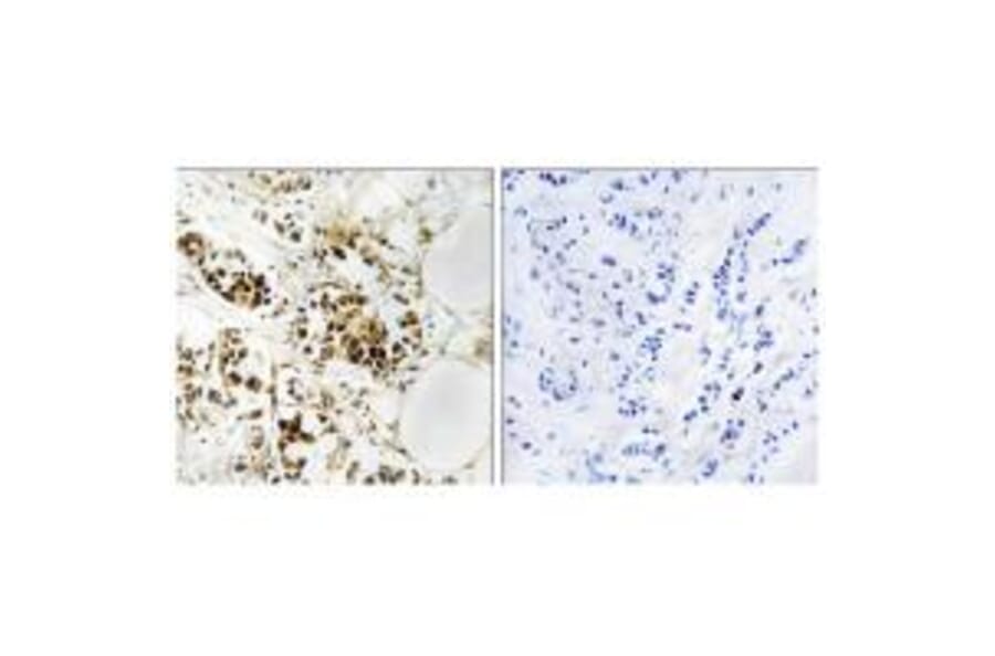Immunohistochemistry - RGS5 Antibody from Signalway Antibody (34983) - Antibodies.com