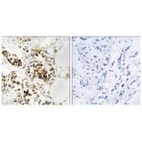 Immunohistochemistry - RGS5 Antibody from Signalway Antibody (34983) - Antibodies.com