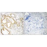 Immunohistochemistry - SEPT6 Antibody from Signalway Antibody (35015) - Antibodies.com