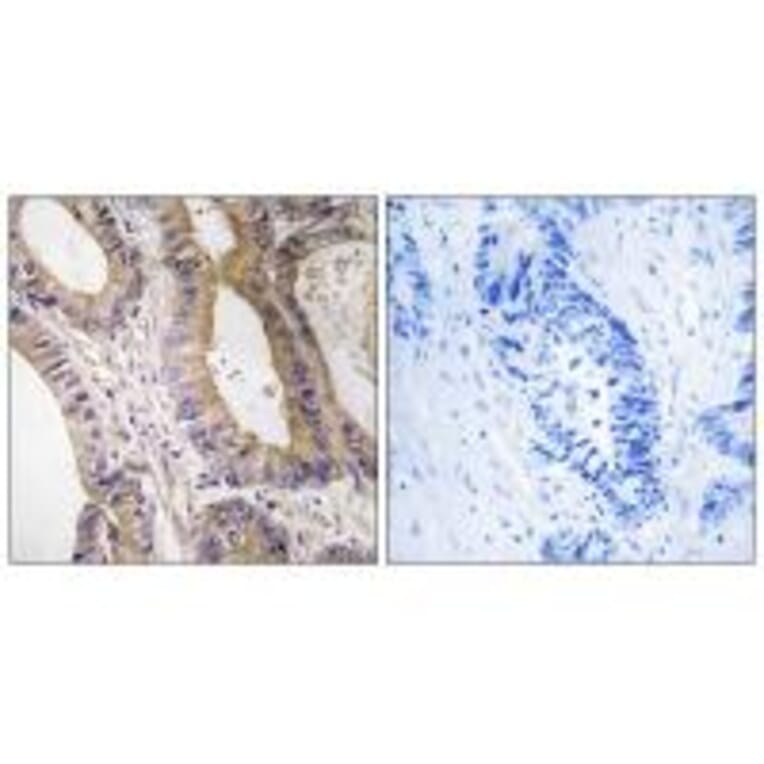 Immunohistochemistry - STK24 Antibody from Signalway Antibody (35019) - Antibodies.com