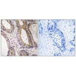 Immunohistochemistry - STK24 Antibody from Signalway Antibody (35019) - Antibodies.com