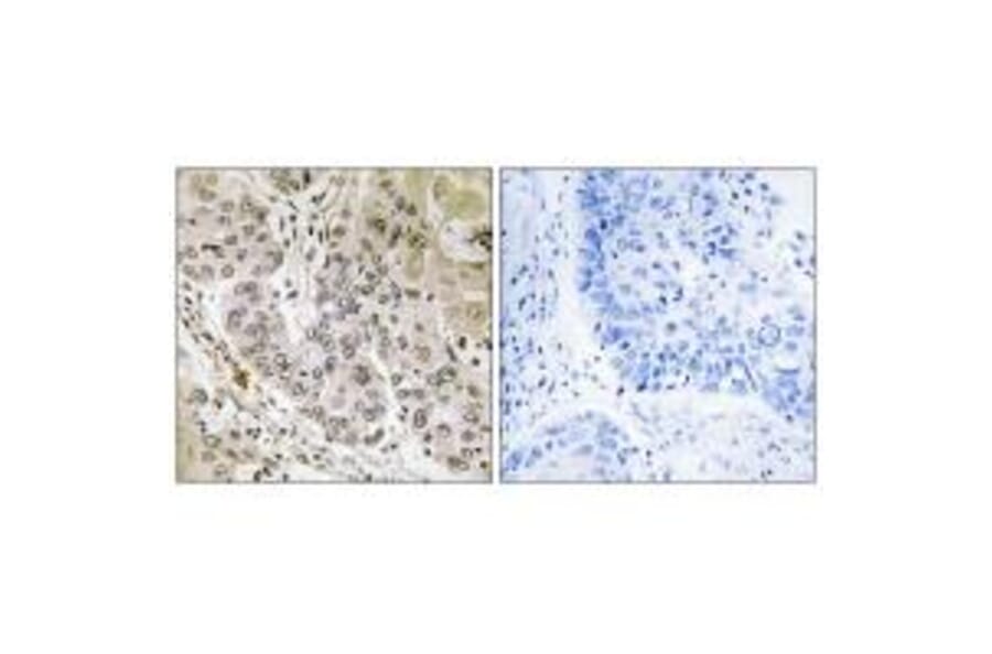 Immunohistochemistry - STK36 Antibody from Signalway Antibody (35020) - Antibodies.com