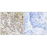 Immunohistochemistry - STK36 Antibody from Signalway Antibody (35020) - Antibodies.com