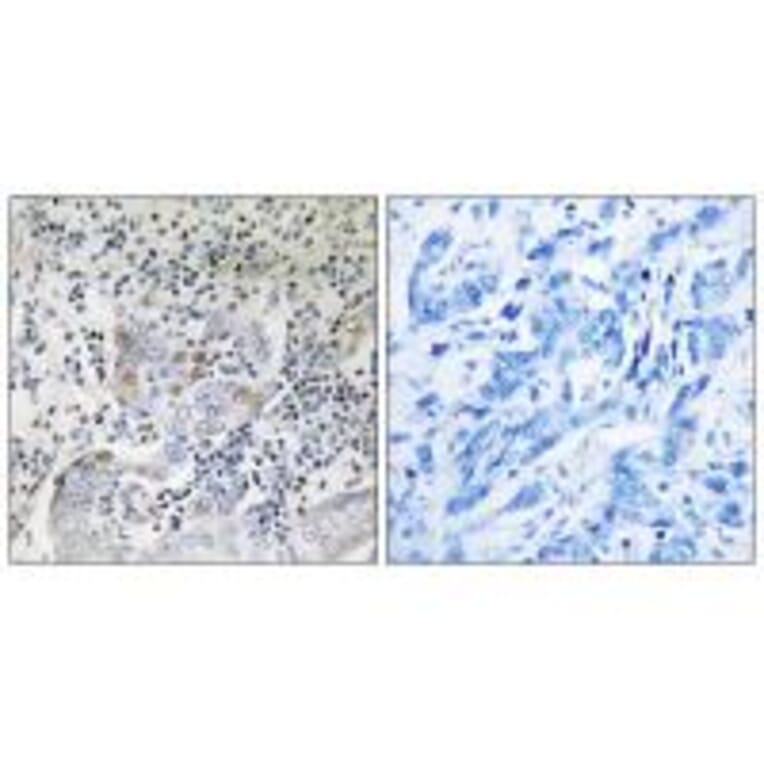Immunohistochemistry - SESN1 Antibody from Signalway Antibody (35038) - Antibodies.com