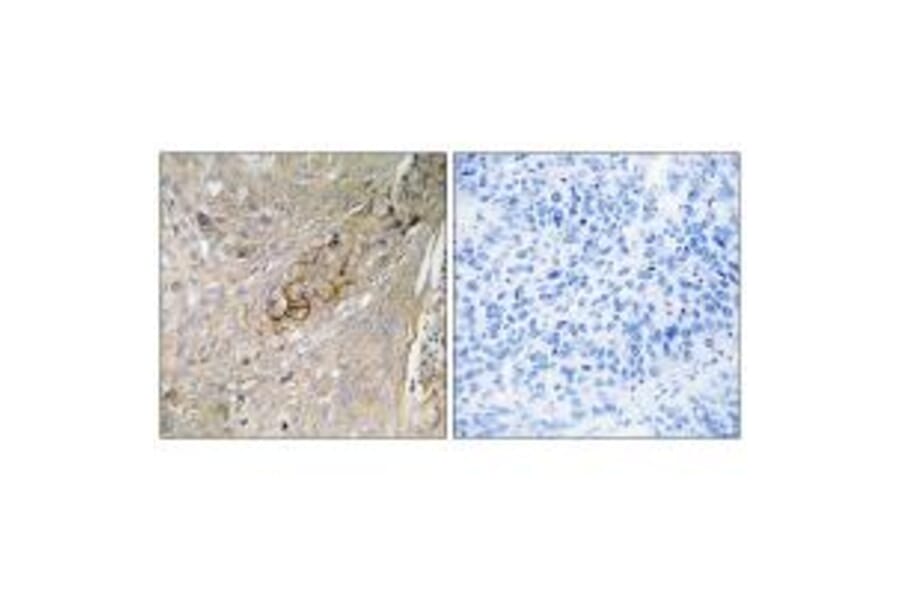 Immunohistochemistry - SC6A6 Antibody from Signalway Antibody (35051) - Antibodies.com