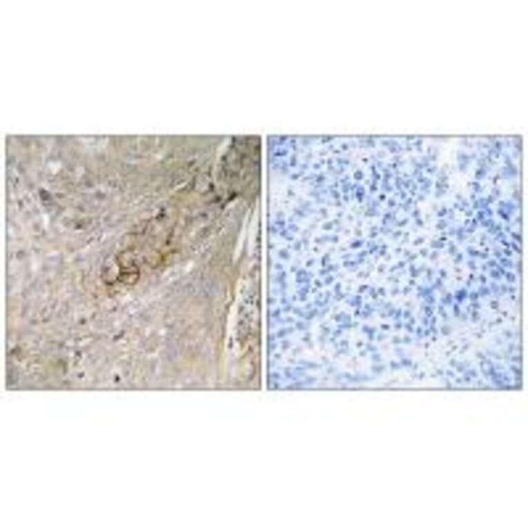 Immunohistochemistry - SC6A6 Antibody from Signalway Antibody (35051) - Antibodies.com