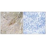 Immunohistochemistry - SC6A6 Antibody from Signalway Antibody (35051) - Antibodies.com