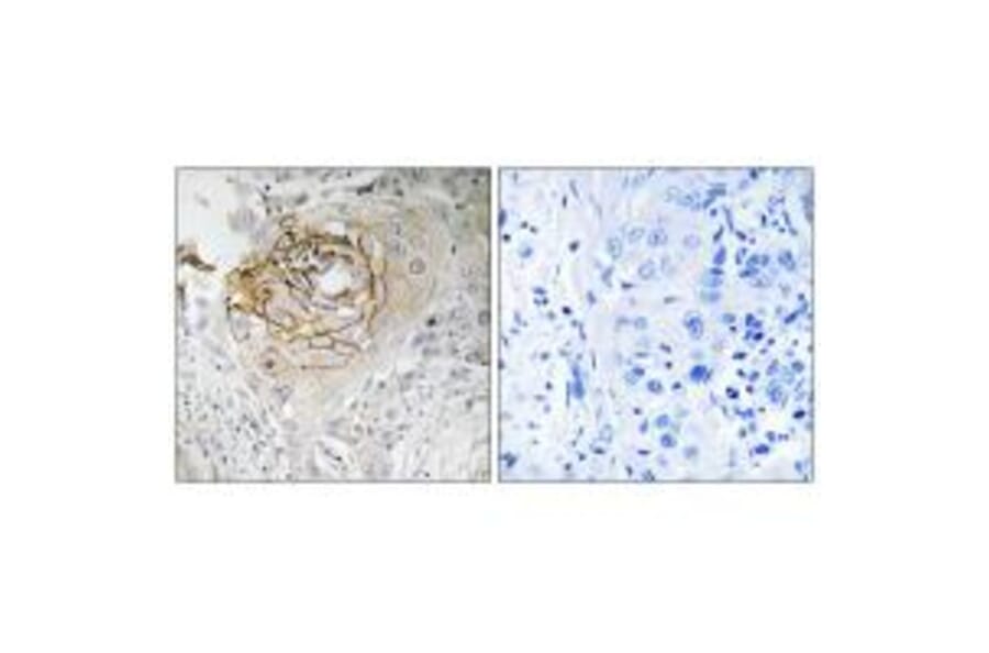 Immunohistochemistry - SCN9A Antibody from Signalway Antibody (35056) - Antibodies.com
