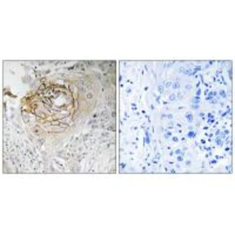 Immunohistochemistry - SCN9A Antibody from Signalway Antibody (35056) - Antibodies.com