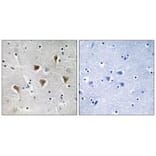 Immunohistochemistry - MTERF Antibody from Signalway Antibody (35106) - Antibodies.com