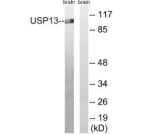 Western blot - USP13 Antibody from Signalway Antibody (35116) - Antibodies.com