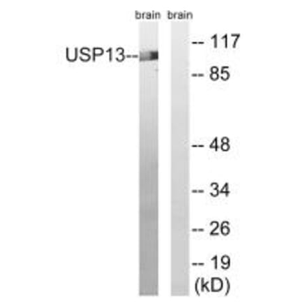 Western blot - USP13 Antibody from Signalway Antibody (35116) - Antibodies.com