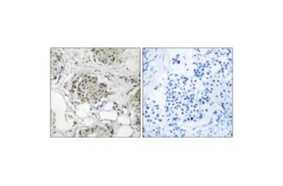 Immunohistochemistry - USP13 Antibody from Signalway Antibody (35116) - Antibodies.com