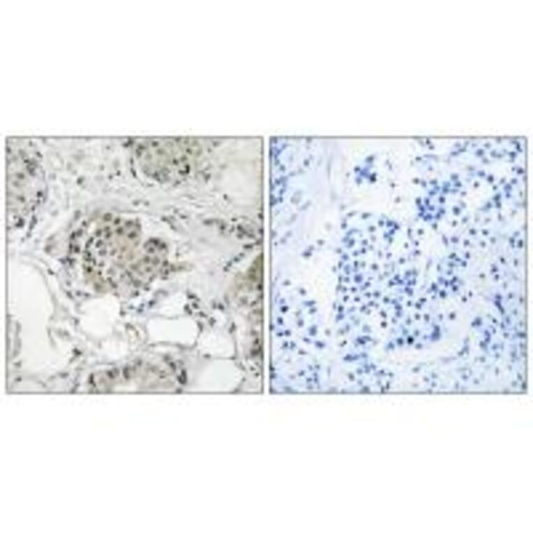 Immunohistochemistry - USP13 Antibody from Signalway Antibody (35116) - Antibodies.com