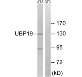 Western blot - USP19 Antibody from Signalway Antibody (35118) - Antibodies.com