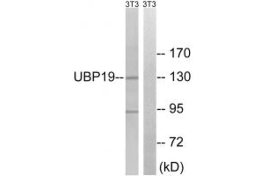 Western blot - USP19 Antibody from Signalway Antibody (35118) - Antibodies.com