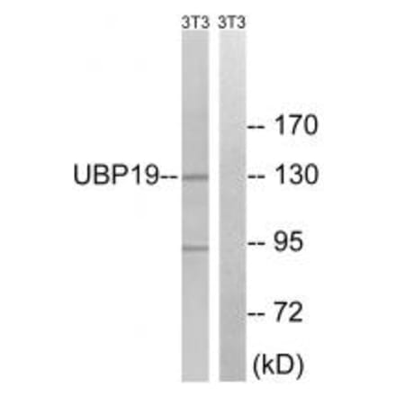 Western blot - USP19 Antibody from Signalway Antibody (35118) - Antibodies.com