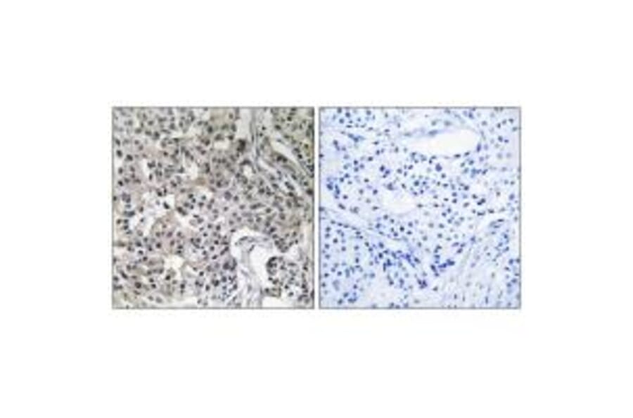 Immunohistochemistry - USP19 Antibody from Signalway Antibody (35118) - Antibodies.com