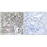 Immunohistochemistry - USP19 Antibody from Signalway Antibody (35118) - Antibodies.com