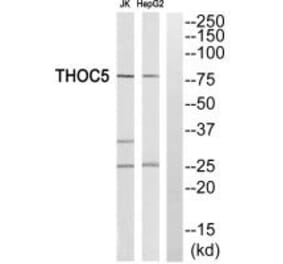 Western blot - THOC5 Antibody from Signalway Antibody (35135) - Antibodies.com