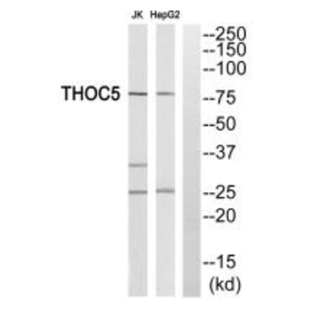 Western blot - THOC5 Antibody from Signalway Antibody (35135) - Antibodies.com