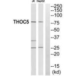 Western blot - THOC5 Antibody from Signalway Antibody (35135) - Antibodies.com
