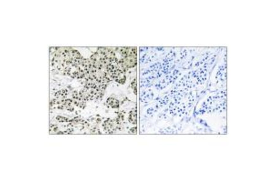 Immunohistochemistry - THOC5 Antibody from Signalway Antibody (35135) - Antibodies.com