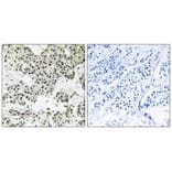 Immunohistochemistry - THOC5 Antibody from Signalway Antibody (35135) - Antibodies.com