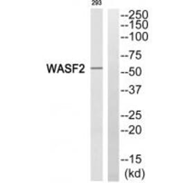 Western blot - WASF2 Antibody from Signalway Antibody (35147) - Antibodies.com