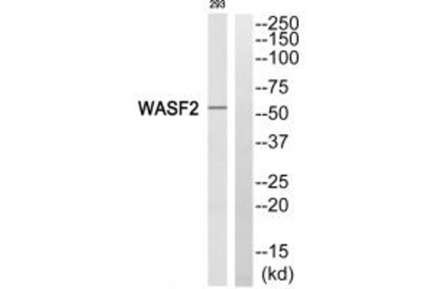 Western blot - WASF2 Antibody from Signalway Antibody (35147) - Antibodies.com