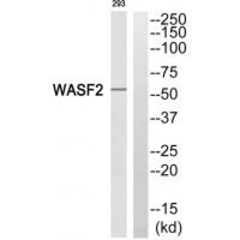 Western blot - WASF2 Antibody from Signalway Antibody (35147) - Antibodies.com