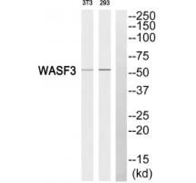 Western blot - WASF3 Antibody from Signalway Antibody (35148) - Antibodies.com
